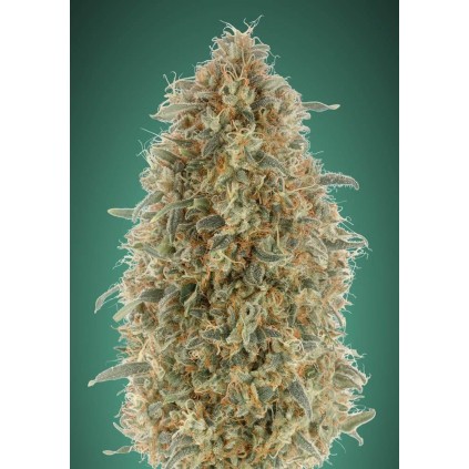 Gorilla Blue Advanced Seeds