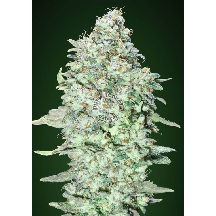 OG_Kush_SFV Advanced Seeds