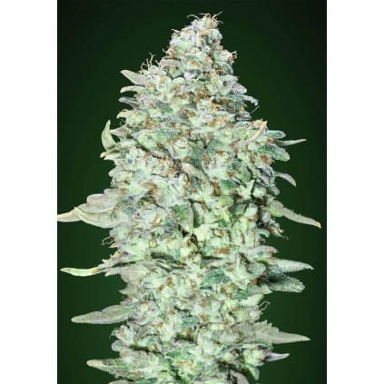 OG_Kush_SFV Advanced Seeds