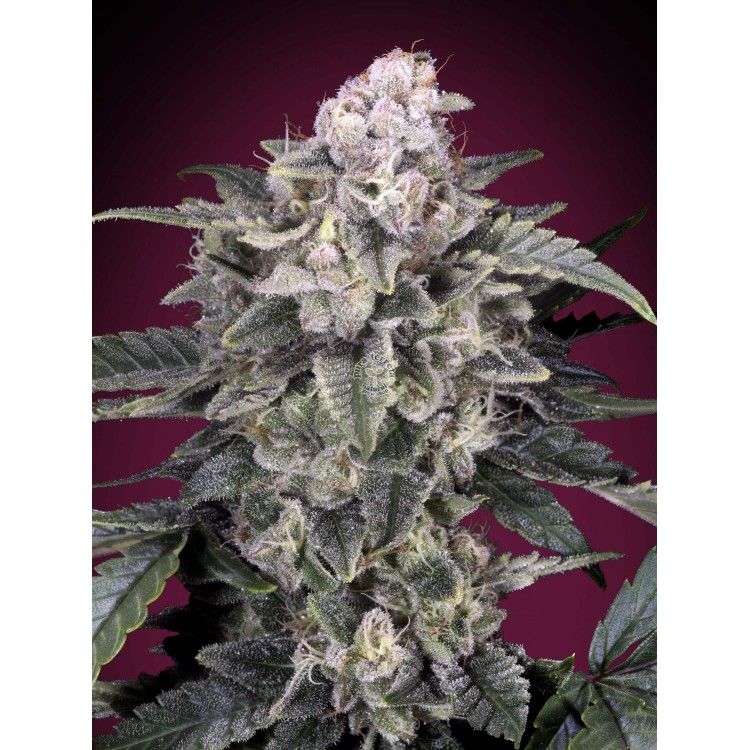 Slurricane Advanced Seeds