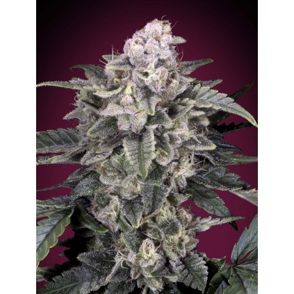 Slurricane Advanced Seeds
