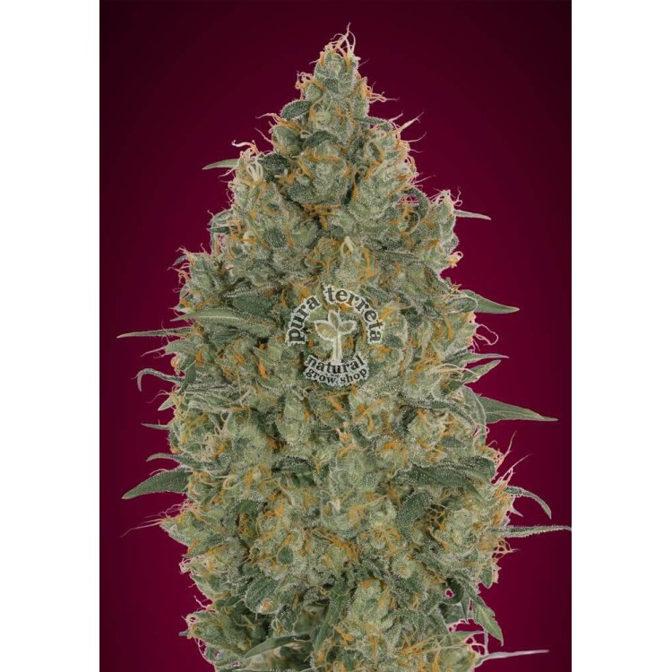 Strawberry Gum Advanced Seeds
