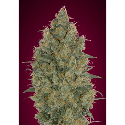 Strawberry Gum Advanced Seeds