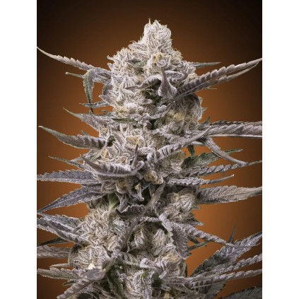 Watermelon OG Advanced Seeds