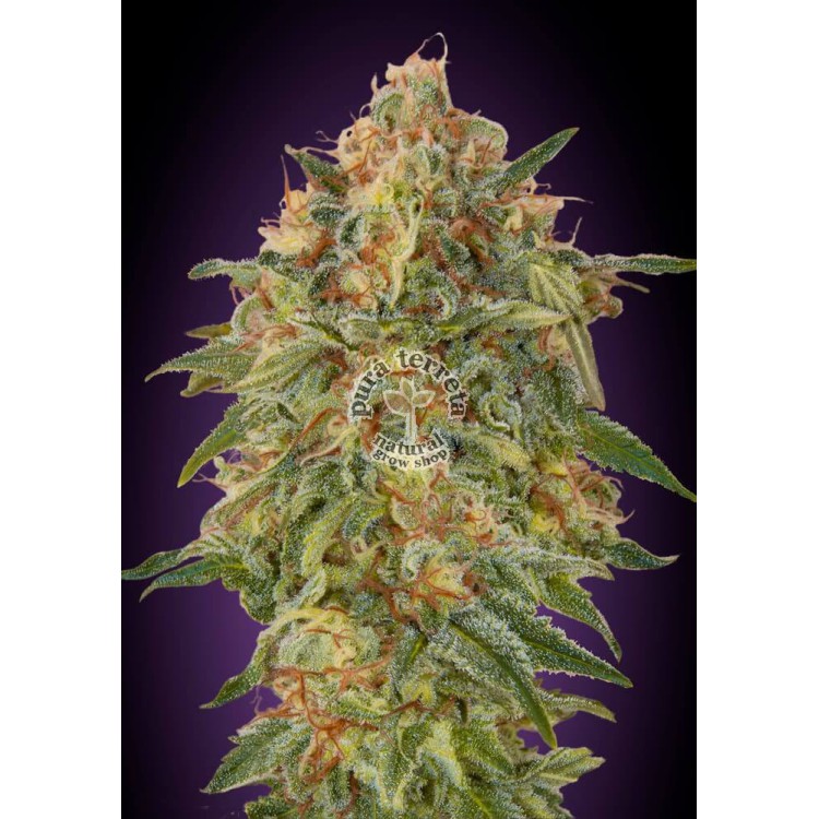 Zkittlez Advanced Seeds