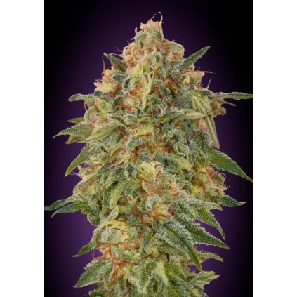 Zkittlez Advanced Seeds