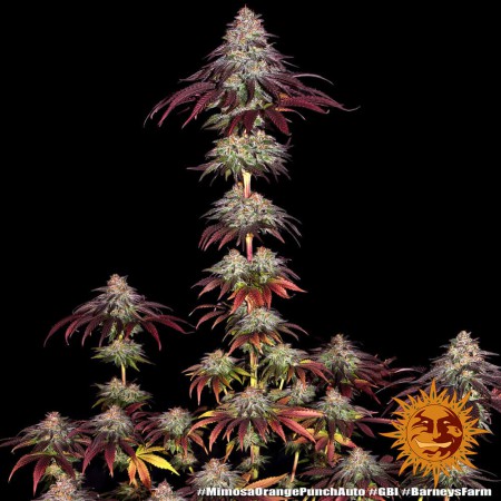 Mimosa x Orange Punch Auto Barney´s