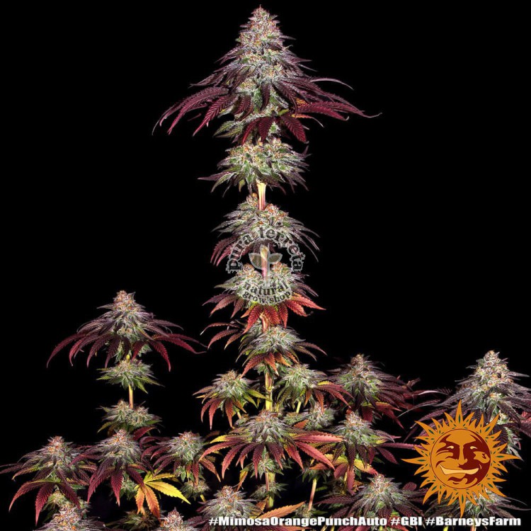 Mimosa x Orange Punch Auto Barney´s