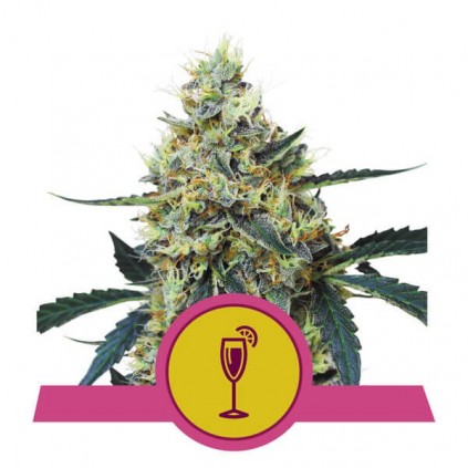 Mimosa Royal Queen Seeds