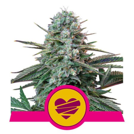 Wedding Crasher Royal Queen Seeds