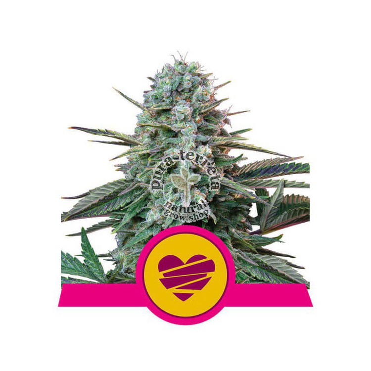 Wedding Crasher Royal Queen Seeds