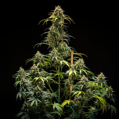 Triple G Automatic RQS