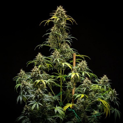 Triple G Automatic RQS