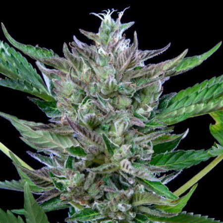 North Thunderfuck Auto RQS