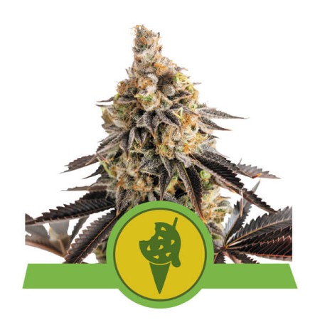 Cookies Gelato Auto RQS