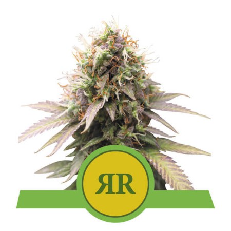 Royal Runtz Auto RQS