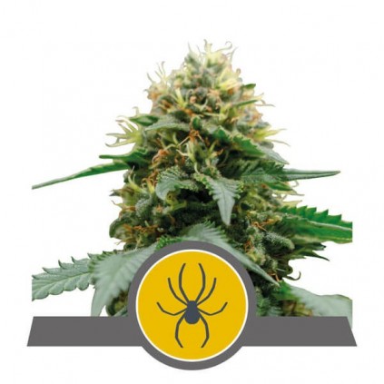 White Widow (reg) RQS