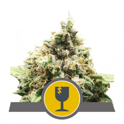 Critical (reg) RQS