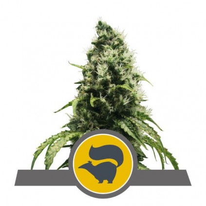 Skunk XL (reg) RQS