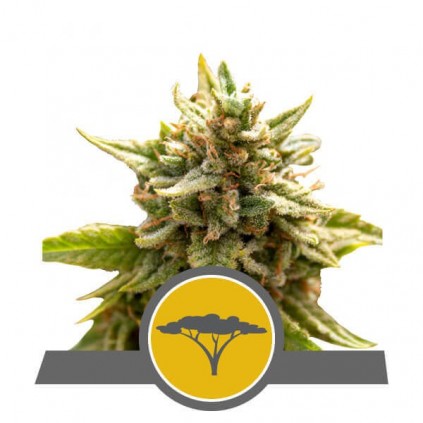 Marula Fruit (reg) RQS