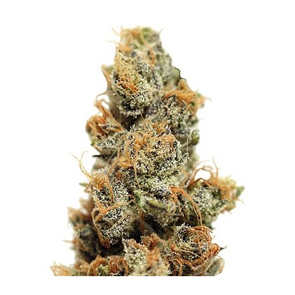 Pineapple Chunk Barney´s Farm