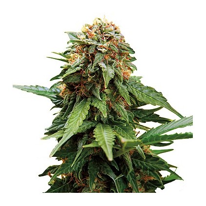 Tangerine Dream Barney´s Farm