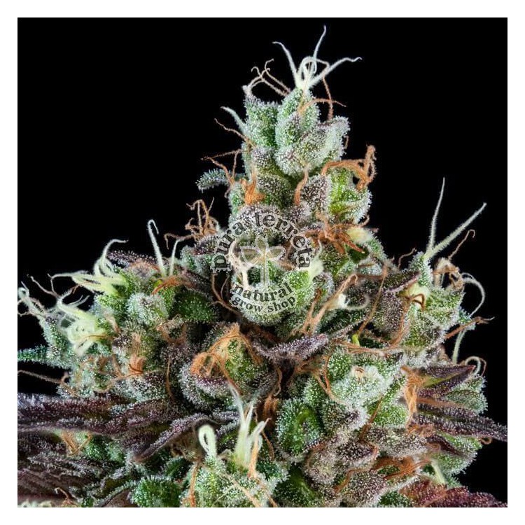 Sour Ripper Auto Ripper Seeds