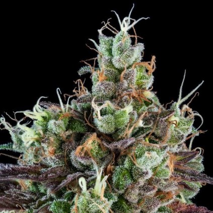 Sour Ripper Auto Ripper Seeds