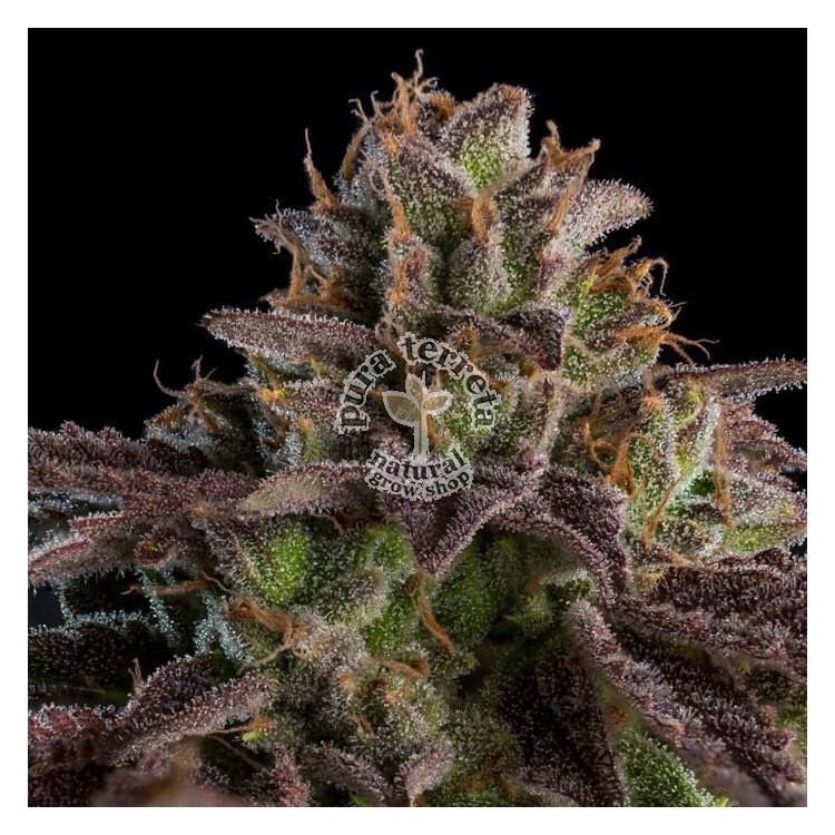 Kmintz Auto Ripper Seeds