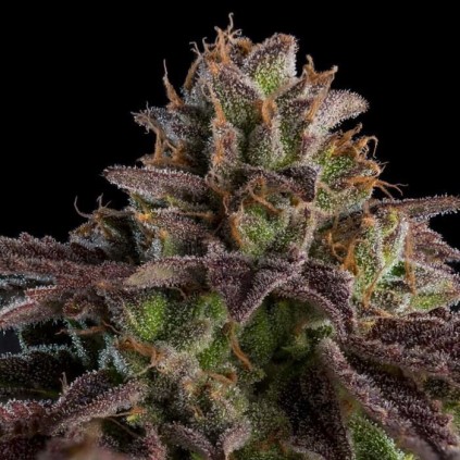 Kmintz Auto Ripper Seeds