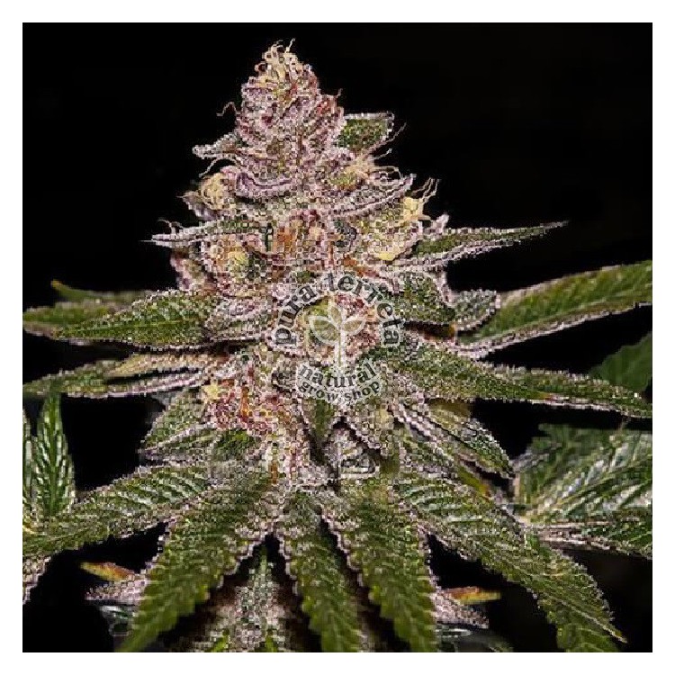 Radical Juice Auto Ripper Seeds