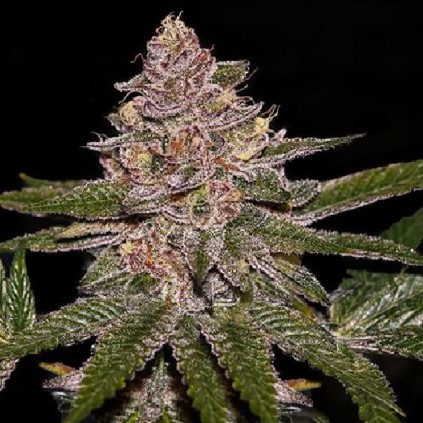 Radical Juice Auto Ripper Seeds