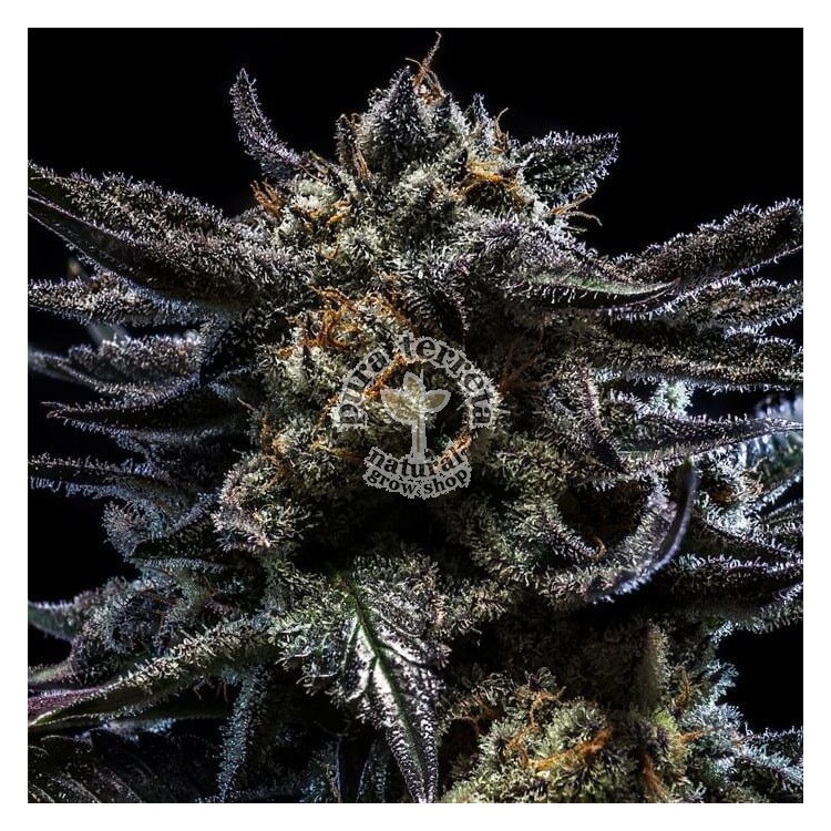Zombie Kush Auto Ripper Seeds