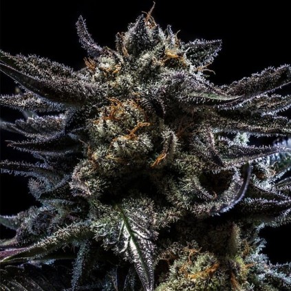 Zombie Kush Auto Ripper Seeds