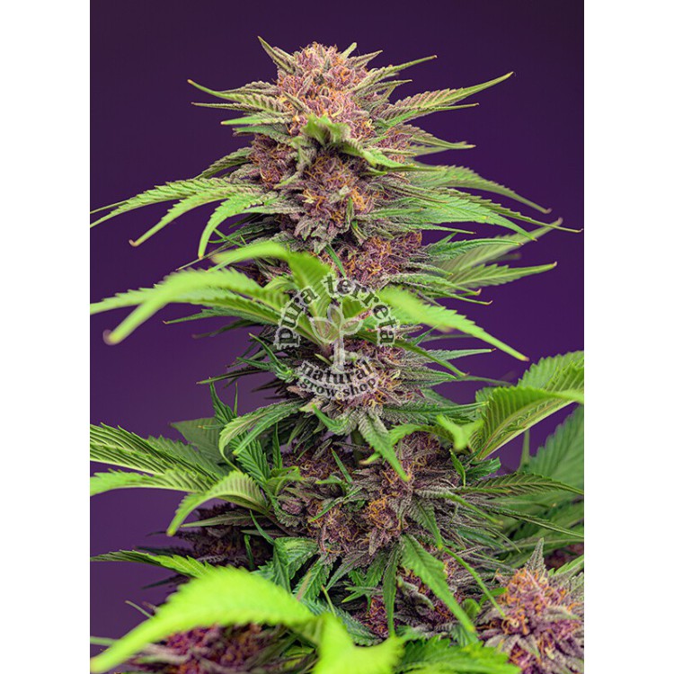Red Mimosa XL Auto Sweet Seeds