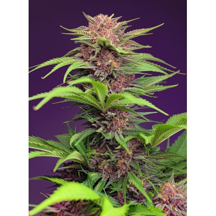Red Mimosa XL Auto Sweet Seeds