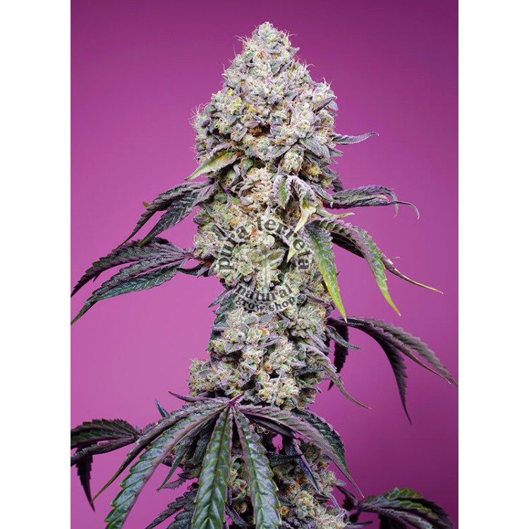 Sweet Mandarine Zkittlez F1 Fast Version