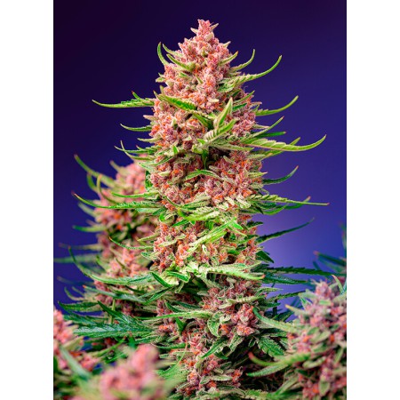 Strawberry Cola Sherbert F1 Fast Version