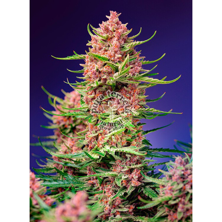 Strawberry Cola Sherbert F1 Fast Version