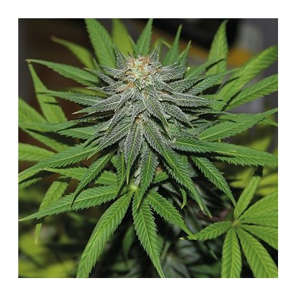 Pineapple Express Auto Barney´s Farm.