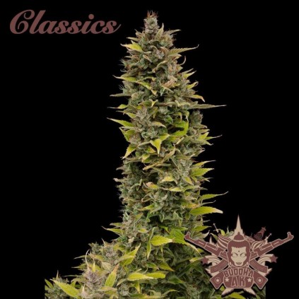 Buddha Ak Buddha Seeds
