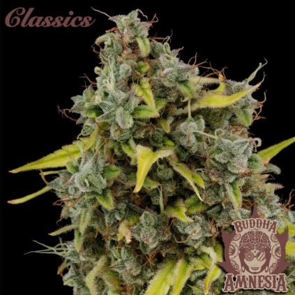 Buddha Amnesia Buddha Seeds