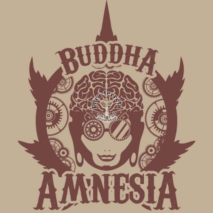 Buddha Amnesia Buddha Seeds