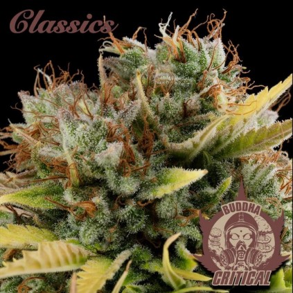Buddha Critical Buddha Seeds