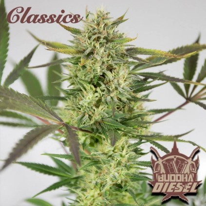 Buddha Diesel Buddha Seeds