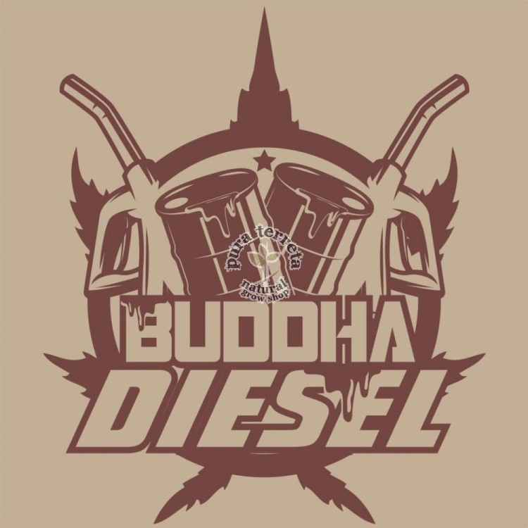 Buddha Diesel Buddha Seeds