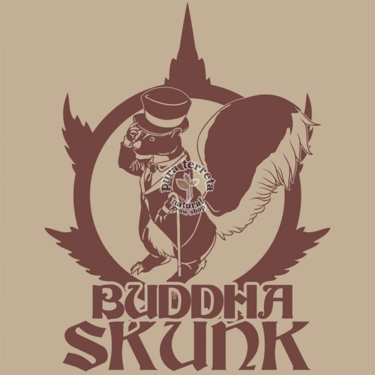 Buddha Skunk Buddha Seeds