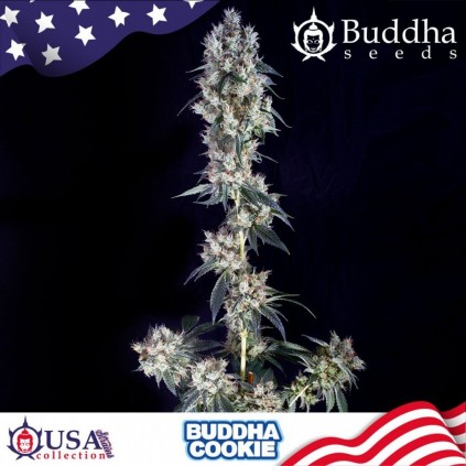 Buddha Cookie Buddha Seeds