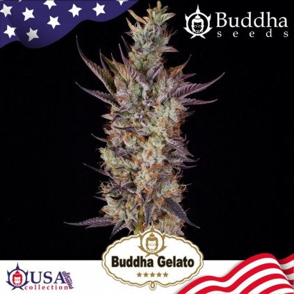 Buddha Gelato Buddha Seeds