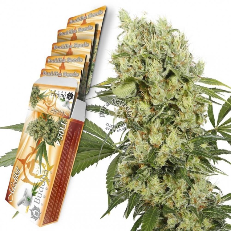 Medikit CBD Buddha Seeds